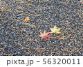もみじ 56320011