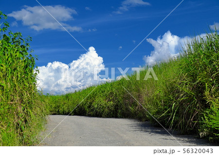 利根河原の風景 利根河原の風景 56320043