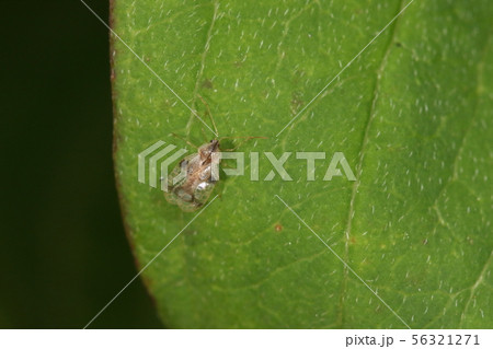 生き物　昆虫　ツツジグンバイ、四ミリ足らずで葉についたゴミの様。名前の通りツツジ類の大敵 56321271