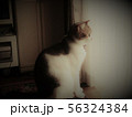 猫の横顔　 56324384