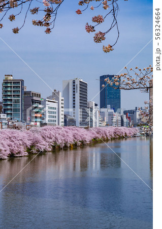 外堀の桜並木 市ヶ谷 外堀の桜並木 市ヶ谷 56324664