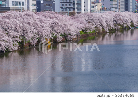 外堀の桜並木　市ヶ谷 56324669