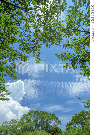 新緑からのぞく青空 56325310