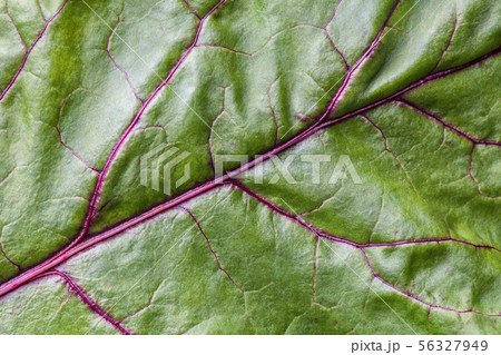 Green leaf background with texture, macro. 56327949