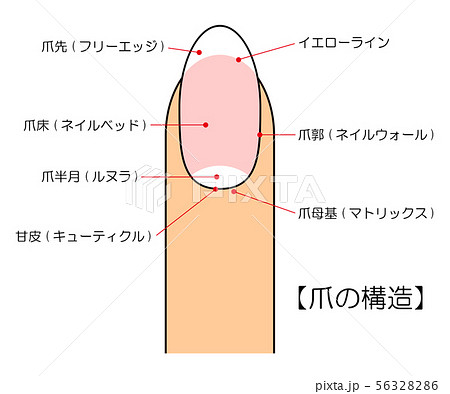 爪の構造 図 ベクター イラスト 56328286