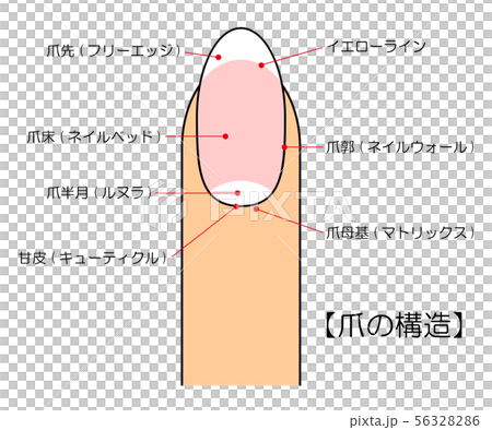 釘子結構圖傳染媒介例證 56328286