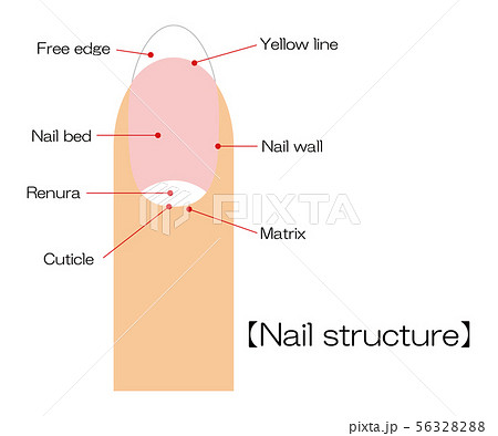 爪の構造 図 ベクター イラストのイラスト素材 5632