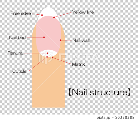 GioNails: Anatomy of the Nail