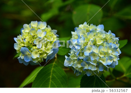 二輪の紫陽花 56332567
