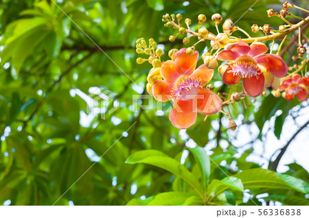 Cannonball tree flower on a natural green leaf 56336838