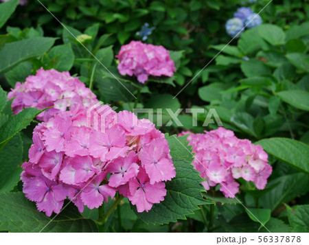 ピンクの紫陽花 56337878