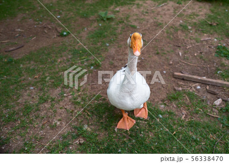 goose on a farm, happy life, looking at the camera goose on a farm, happy life, looking at the camera 56338470