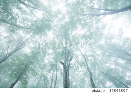森の空 56341397
