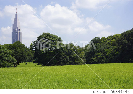 明治神宮・代々木の杜 明治神宮・代々木の杜 56344442