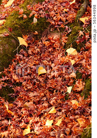 紅葉93 紅葉93 56344998