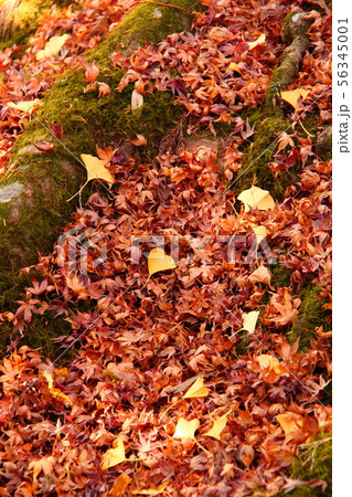 紅葉92 紅葉92 56345001