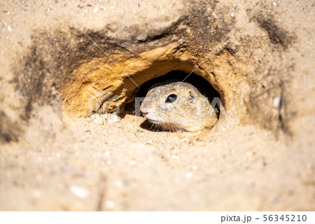 European ground squirrel, Spermophilus citellus, aka European souslik. Small rodent hidden in the 56345210