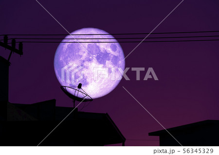 super full harvest moon on night sky back super full harvest moon on night sky back 56345329