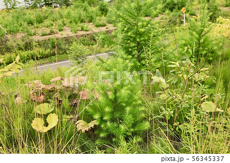 カラマツの幼木 カラマツの幼木 56345337