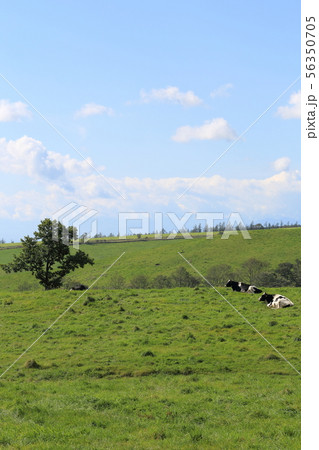 北海道 上士幌 ナイタイ高原牧場 放牧される牛 北海道 上士幌 ナイタイ高原牧場 放牧される牛 56350705