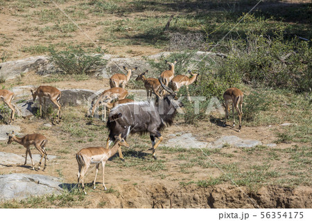 Nyala and impalas in Kruger National park, South 56354175