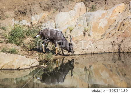 Nyala in Kruger National park, South Africa Nyala in Kruger National park, South Africa 56354180