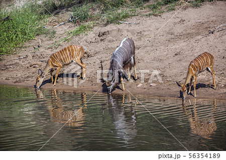 Nyala in Kruger National park, South Africa 56354189