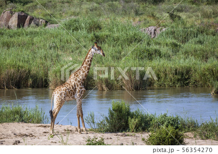 Giraffe in Kruger National park, South Africa 56354270