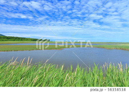 【北海道】夏のサロマ湖キムアネップ崎 56358538