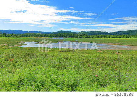 【北海道】夏のサロマ湖キムアネップ崎 56358539