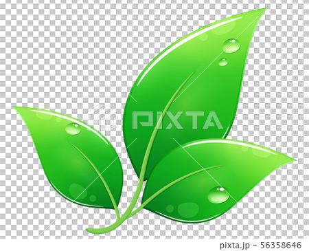 葉っぱ_エコ_つやつや_3枚_水滴イラストのイラスト素材 [56358646] - PIXTA