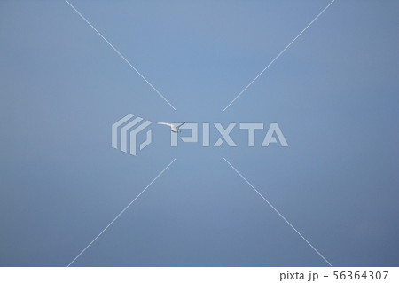 Sternula albifrons flying in the sky. Sternula albifrons flying in the sky. 56364307