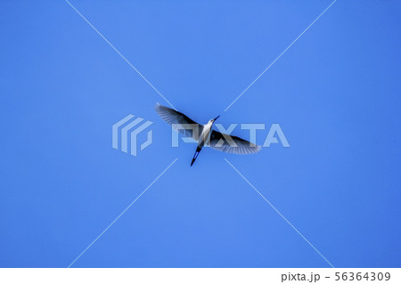 Sternula albifrons flying in the sky. Sternula albifrons flying in the sky. 56364309