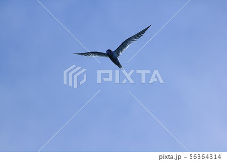 Sternula albifrons flying in the sky. Sternula albifrons flying in the sky. 56364314