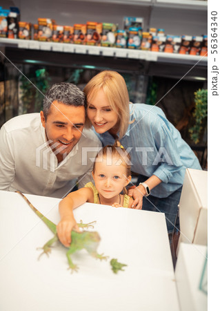 Parents feeling happy taking their girl to pet shop and touching iguana Parents feeling happy taking their girl to pet shop and touching iguana 56364340