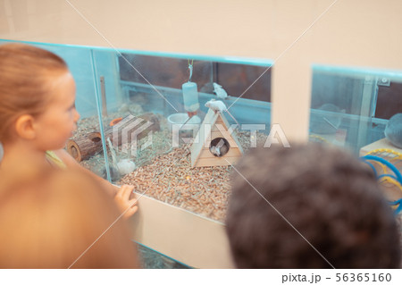 Little girl watching hamster moving with parents Little girl watching hamster moving with parents 56365160