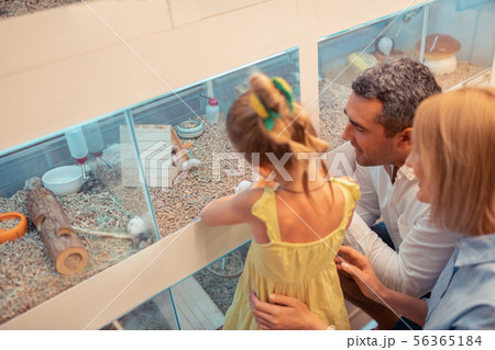 Girl and parents looking at hamster in the pet shop Girl and parents looking at hamster in the pet shop 56365184