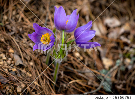 Pulsatilla patens or Eastern pasqueflower 56366762