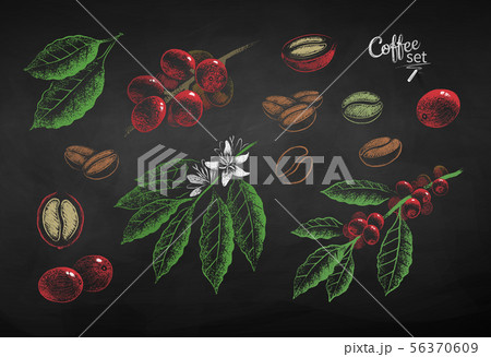 Vector chalk drawn set of coffee berries 56370609