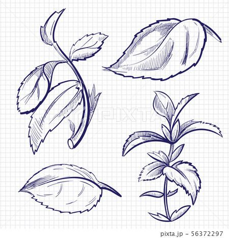 Ballpoint pen sketch of mint, medicine herb peppermint leaves on notebook background 56372297