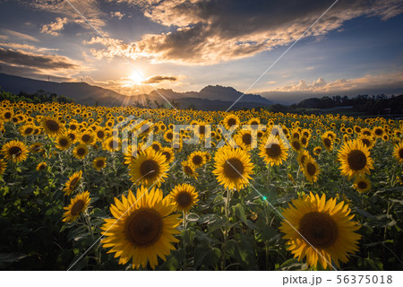 丹生湖 ひまわり畑　夕日 56375018
