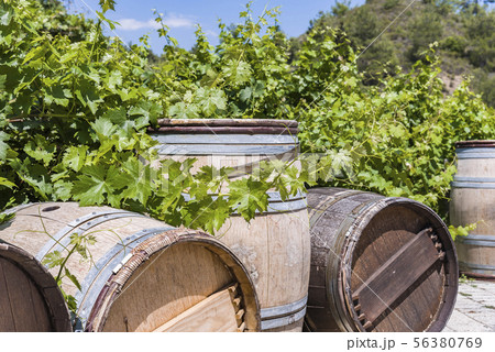 Wine barrels Wine barrels and Vineyards wine 56380769