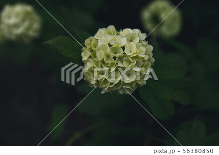 Hydrangea flower blooming in spring and summer 56380850