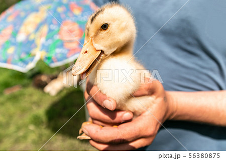 Man with cute funny duckling. Man with cute funny duckling. 56380875