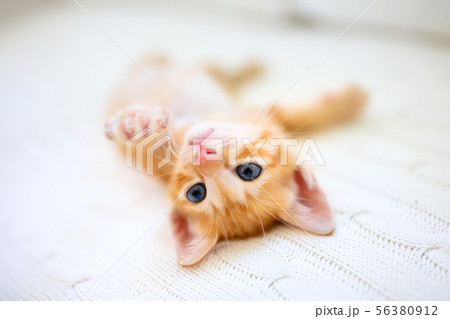 Baby cat. Ginger kitten sleeping under blanket 56380912