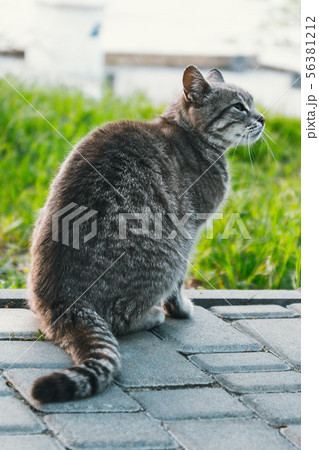A gray cat in the park, laying on the grass A gray cat in the park, laying on the grass 56381212