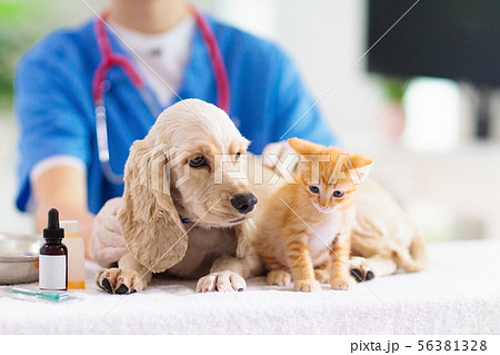 Vet with dog and cat. Puppy and kitten at doctor. Vet with dog and cat. Puppy and kitten at doctor. 56381328