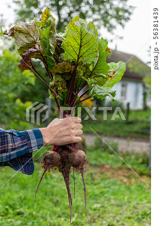 Farmer hands with a fresh organic bunch of beetroo 56381439