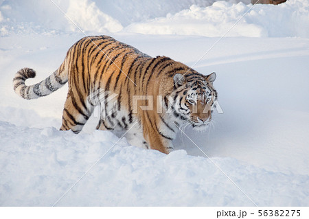 Wild siberian tiger is walking on a white snow. Wild siberian tiger is walking on a white snow. 56382275