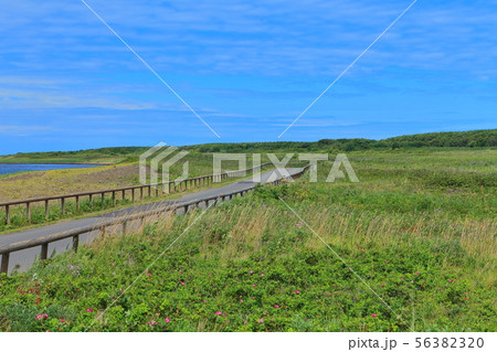 【北海道】夏のサロマ湖　ワッカ原生花園 56382320